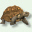 Landschildkröten Landschildkröten